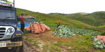 Cabbage price hits rock bottom, farmers in distress