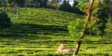 Agri offers subsidised seeds to farmers