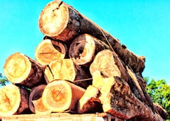 Illegal timber vehicle seized from Garobadha