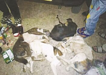 2 caught for suspected involvement in dog meat trade; 4 dead dogs recovered