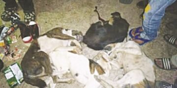 2 caught for suspected involvement in dog meat trade; 4 dead dogs recovered