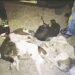 2 caught for suspected involvement in dog meat trade; 4 dead dogs recovered