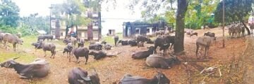 BSF recovers 118 cattle meant for smuggling