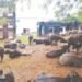 BSF recovers 118 cattle meant for smuggling