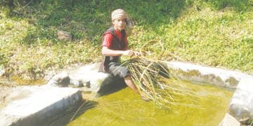 ‘Bamboo industry to play crucial role in post-COVID economy’