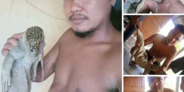 Man who killed protected monitor lizard believed to be in Assam