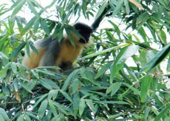 South West Khasi Hills eager to keep rare langur safe