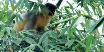 South West Khasi Hills eager to keep rare langur safe
