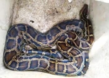 Reticulated python recovered near Phulbari in WGH