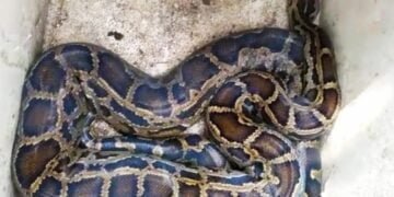 Reticulated python recovered near Phulbari in WGH