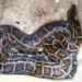 Reticulated python recovered near Phulbari in WGH