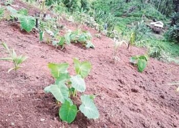 Ban on sale of unapproved genetically modified seed in Ri-Bhoi