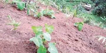 Ban on sale of unapproved genetically modified seed in Ri-Bhoi