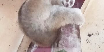 Rescued