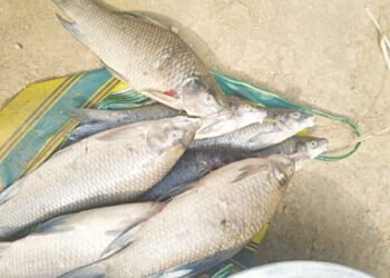 Fish found thriving in Simsang River after coal ban