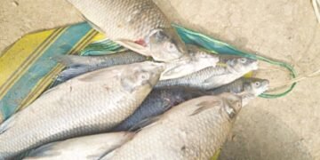 Fish found thriving in Simsang River after coal ban