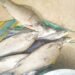 Fish found thriving in Simsang River after coal ban