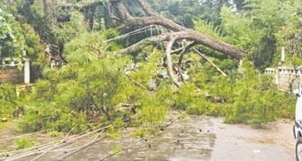 Forest dept to belatedly survey trees around Raj Bhavan after narrow escape