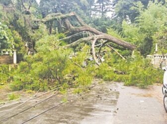Forest dept to belatedly survey trees around Raj Bhavan after narrow escape
