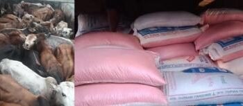 BSF seizes 57 tonnes of peas, 500 cattle from smugglers