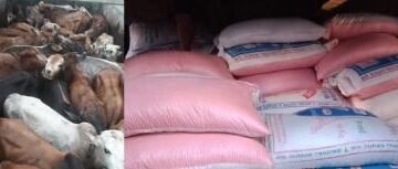 BSF seizes 57 tonnes of peas, 500 cattle from smugglers