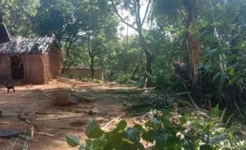 Elephant herd destroy 12 houses in overnight rampage