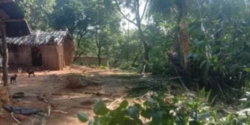 Elephant herd destroy 12 houses in overnight rampage