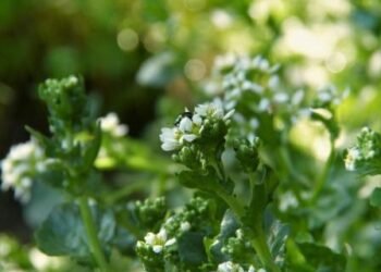 Selling of herbicide, weedicide in West Garo Hills prohibited