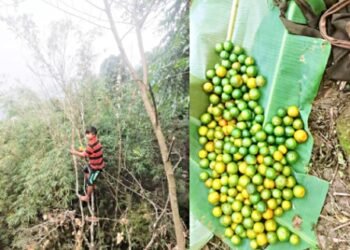Farmers fear coming end of juicy South West Khasi Hills mandarins