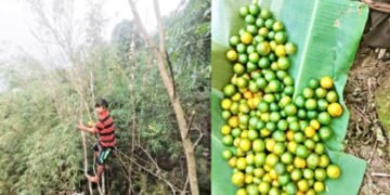 Farmers fear coming end of juicy South West Khasi Hills mandarins
