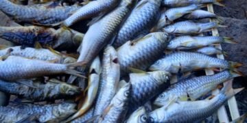 World Fisheries Day celebrated in Meghalaya