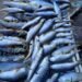 World Fisheries Day celebrated in Meghalaya
