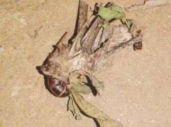 Locust dread plagues Garo Hills