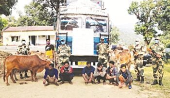 BSF links cattle smuggling to drugs and militancy after latest seizure