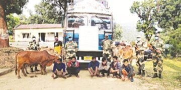 BSF links cattle smuggling to drugs and militancy after latest seizure