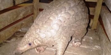Pangolin trafficking: James promises tough action
