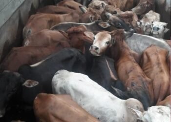 7640 smuggled cattle seized since 2016 in Meghalaya