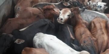 7640 smuggled cattle seized since 2016 in Meghalaya
