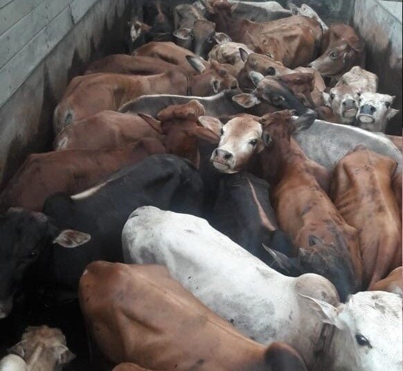 7640 smuggled cattle seized since 2016 in Meghalaya