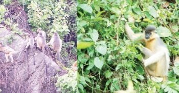 Archaeology site turning into conservationists’ dream for capped langur