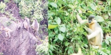 Archaeology site turning into conservationists’ dream for capped langur