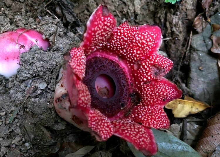Rare parasitic plant spotted in Garo Hills