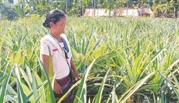 Changing lives, one pineapple at a time: How one farmer became the Pineapple Queen