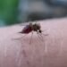 WHO report shows dip in malaria cases in State