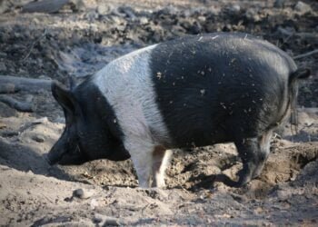 ASF: Villages under EKH de-contained