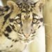Rs 36 crore earmarked for protection and boost of clouded leopard