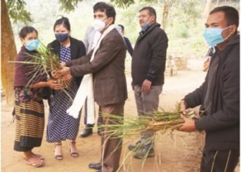 Lemongrass saplings distributed to farmers