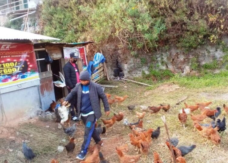 Farmer blames Khliehriat CHC for death of chickens