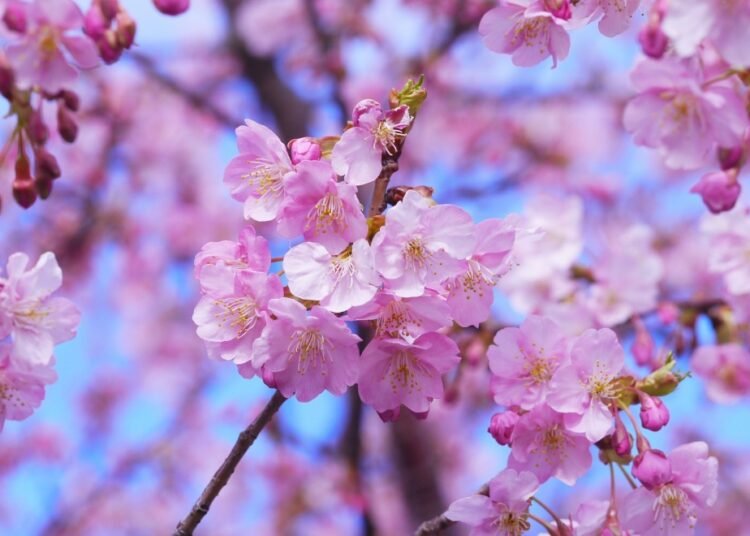 Cherry blossom photographers awarded