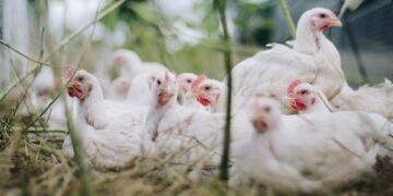 Meghalaya bans import of poultry